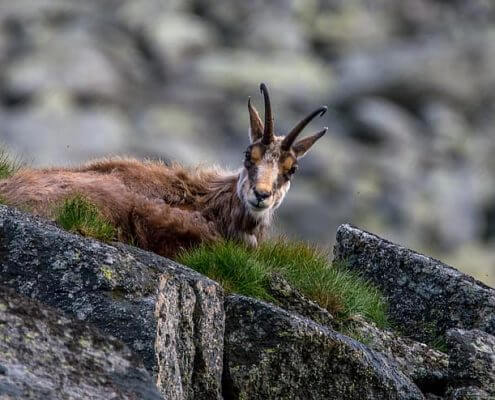 Prenájom chaty vo Vysokých Tatrách, ubytovanie Vysoké Tatry - Villa Zoja